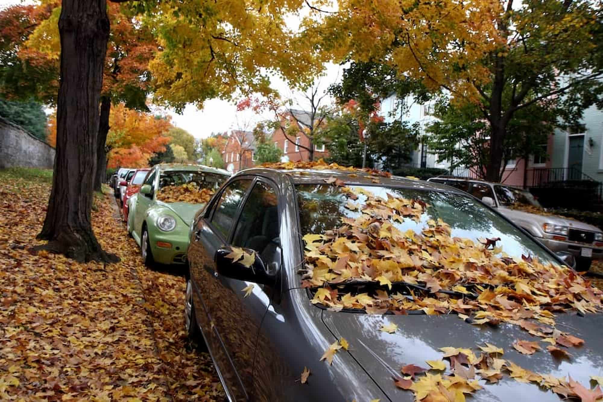 Fall Leaves Falling on Car